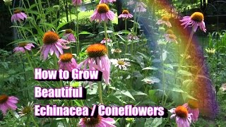 How to Grow Beautiful Echinacea  Coneflowers [upl. by Koralle553]