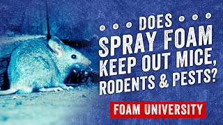 Does Spray Foam Keep out Mice Rodents and Pests  Foam University [upl. by Ravel]