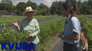 Keep Austin Local Boggy Creek Farm in East Austin  KVUE [upl. by Llednol]