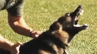 K9 Hard Hitting Takedowns and Apprehensions [upl. by Ardnal910]