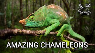 Amazing chameleons on the hunt chameleon species from wilderness of Africa Madagascar India [upl. by Neerual]