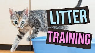 How to Litter Train Baby Kittens [upl. by Imray]