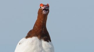 Voices Willow Ptarmigan [upl. by Loomis]