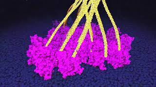 Cellulose synthesis by plant cells Powers of ten zoom [upl. by O'Brien]