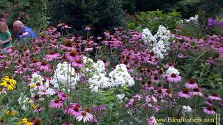 How to Grow Echinacea  Purple Coneflower [upl. by Joleen]