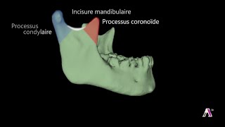 Anatomical Landmarks Of Mandible l Mandibular Landmarks l Prosthodontics [upl. by Shelby84]