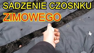 Sadzenie Czosnku ZIMOWEGO  Czosnek uprawa na działce [upl. by Etezzil408]