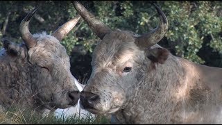 The Wild Cattle of Chillingham [upl. by Wu]