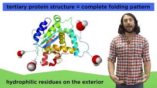 Protein Structure [upl. by Hpesoj]