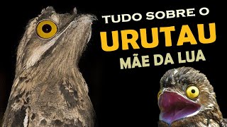 URUTAU mãedalua  Pássaro noturno de canto melancólico quotAve Fantasmaquot estranha e interessante [upl. by Quincey]