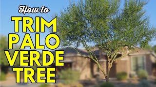 How to Trim a Palo Verde Tree [upl. by Gavin]