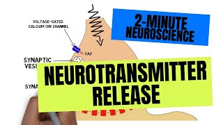 2Minute Neuroscience Neurotransmitter Release [upl. by Lepper]