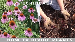 How to Divide Echinacea Purpurea purple coneflower [upl. by Ailen]