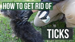 How to Get Rid of Ticks 4 Easy Steps [upl. by Acemahs]