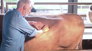 Clinical examination of the cow [upl. by Lluj]