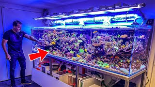 Most Beautiful Private Reef Tanks 400 GALLON [upl. by Gillett]