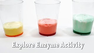 Explore Enzymes  STEM Activity [upl. by Fotinas]