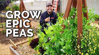 How to Grow Peas From Seed to Harvest [upl. by Oirevlis]