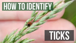 How to Identify Ticks  Tick Identification [upl. by Hackathorn]