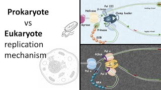 Replication 101 Prokaryotic vs Eukaryotic replication [upl. by Cissiee]