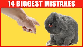 14 Common Mistakes Rabbit Owners Make [upl. by Penn]