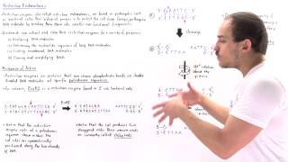 Restriction Enzymes and Palindromic Sequences [upl. by Nanon]