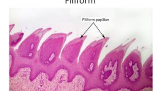 Histology Taste Buds and Lingual Papillae [upl. by Rosalia]