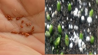 How to grow Cacti from seed [upl. by Fattal301]