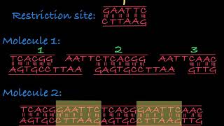 Restriction Enzymes Restriction Endonucleases [upl. by Eynenihc]