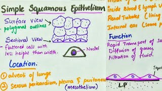 Simple Squamous Epithelium  Location  Function [upl. by Aerdnas]