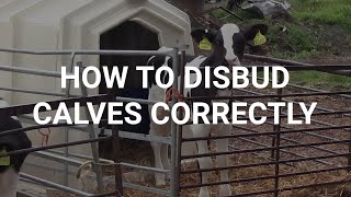 How to disbud calves correctly [upl. by Abramo968]