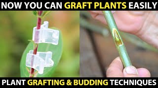 Grafting and Budding Techniques  Easy Plant Grafting Methods [upl. by Zosi]