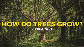 How Trees Grow  Eco Facts  One Tree Planted [upl. by Heringer]