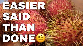 How To Grow A Rambutan Fruit Tree From Seed  EASIER SAID THAN DONE [upl. by Milurd]