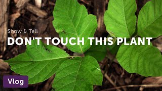 How to Identify Poison Ivy from Lookalikes — Vlog 021 [upl. by Ioj]