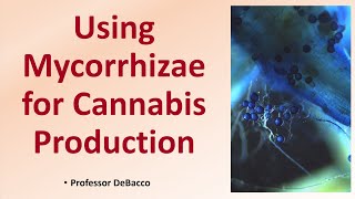 Using Mycorrhizae for Cannabis Production [upl. by Merv654]