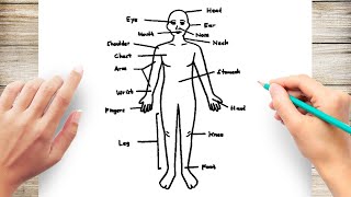 How to Draw Human Body Diagram [upl. by Naoh]