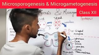 Microsporogenesis amp Microgametogenesis  Shivam Oswal [upl. by Eerdna78]