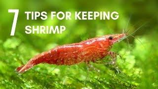 7 Tips for Keeping Shrimp in an Aquarium [upl. by Mann]