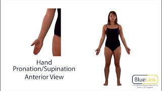 Hand Pronation Supination [upl. by Shultz]