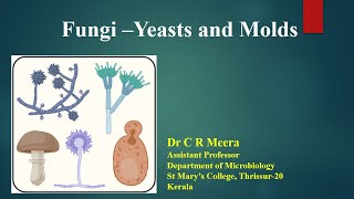 Fungi  Yeast and Molds  Dr C R Meera [upl. by Ahsilac388]