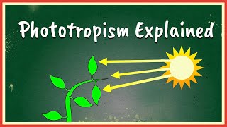 Phototropism Explained [upl. by Arlyn809]