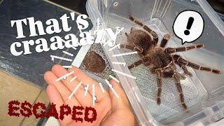 Tarantula BITES through METAL and ESCAPES in my ROOM [upl. by Milson766]