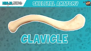 Clavicle Anatomy [upl. by Ynaffi]