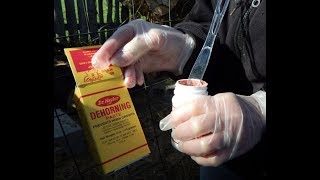 Applying Dehorning Paste On A New Calf [upl. by Willey]