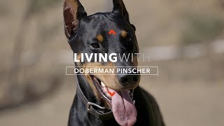 ALL ABOUT LIVING WITH DOBERMAN PINSCHERS [upl. by Venuti]