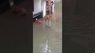 Crocodiles on roads in Vadodara during flood [upl. by Bel495]