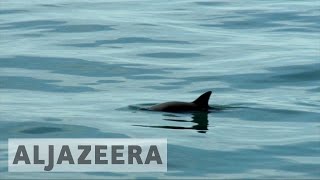 Saving the almost extinct vaquita porpoise [upl. by Yttocs]