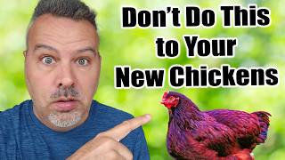 10 Beginner Chicken Mistakes [upl. by Hyams]