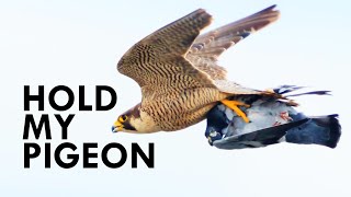 Nothing Can OutFly A Peregrine Falcon [upl. by Lyris529]